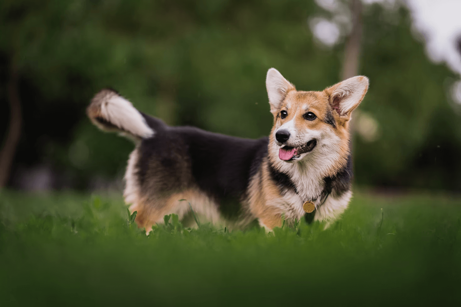 柯基犬