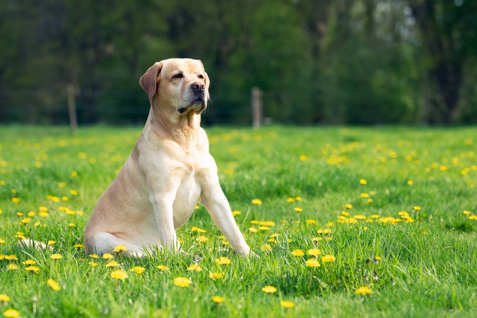 拉布拉多犬