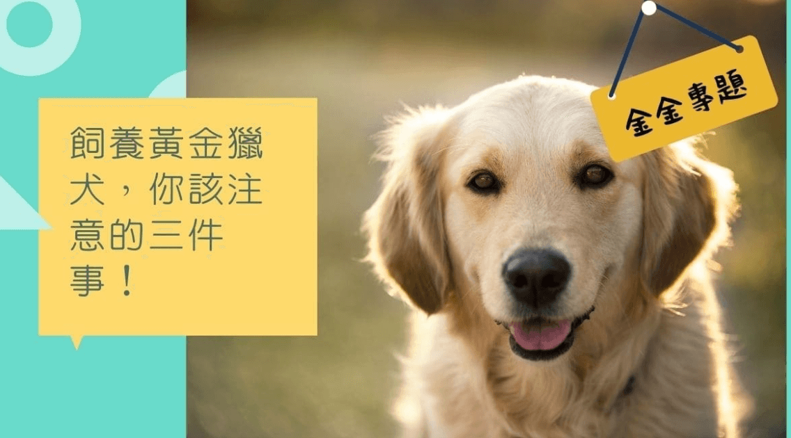 飼養黃金獵犬，你該注意的三件事！