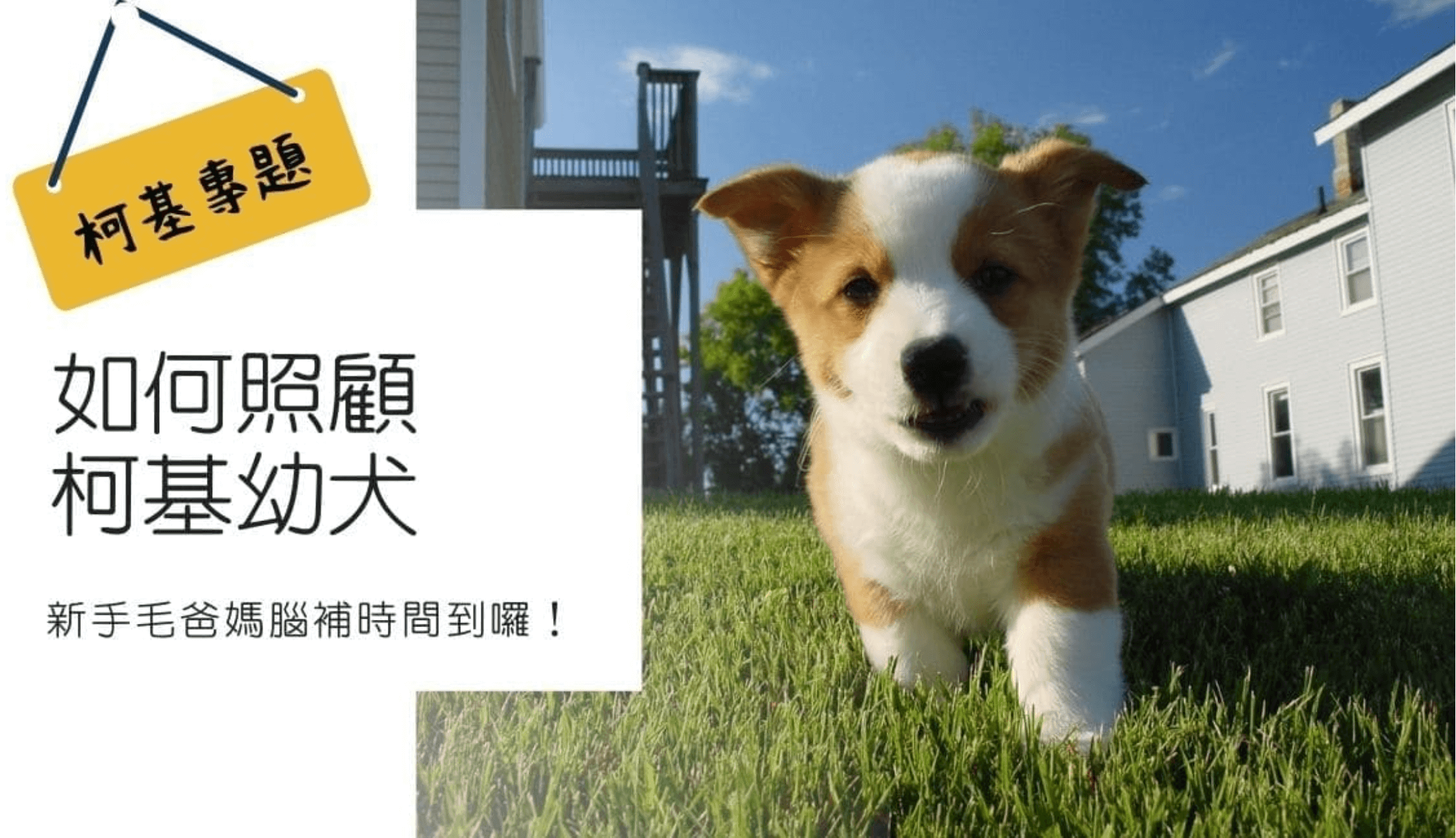 如何照顧柯基幼犬？新手毛爸媽腦補時間到囉