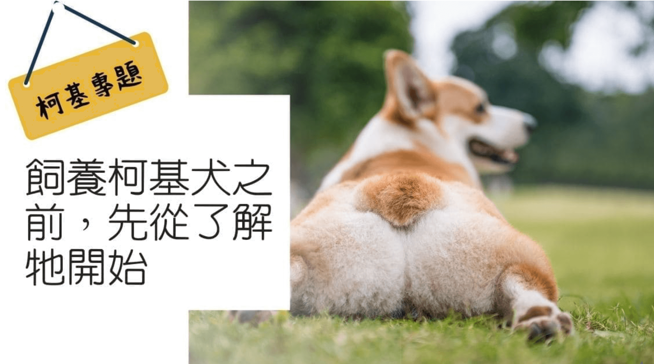 領養不棄養！飼養柯基犬前，先從了解牠開始