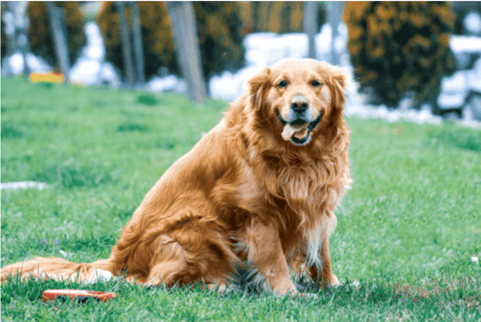 黃金獵犬