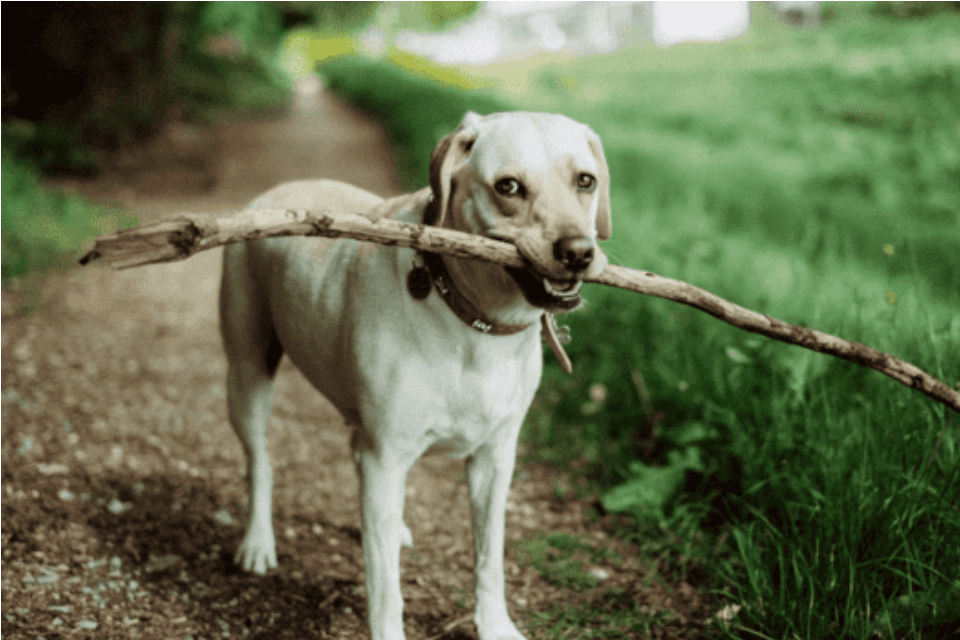 拉布拉多犬