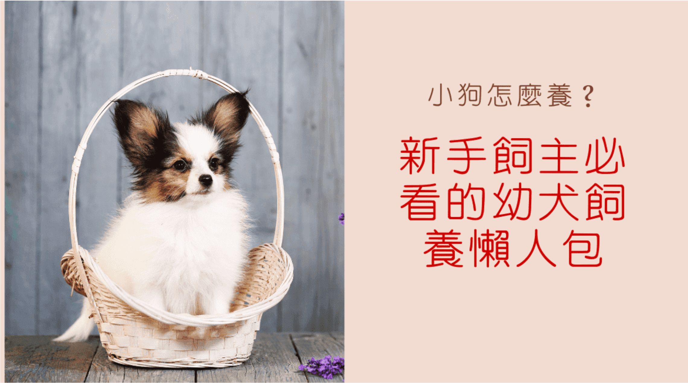 小狗怎麼養？新手飼主必看的幼犬飼養懶人包