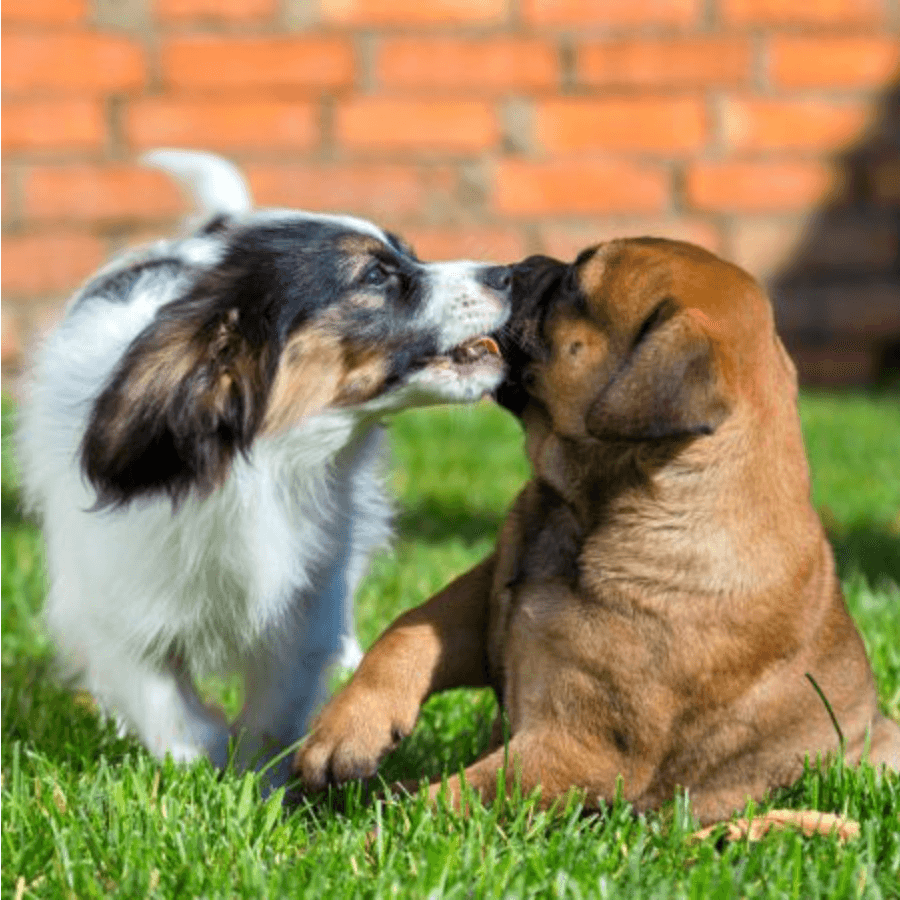 幼犬