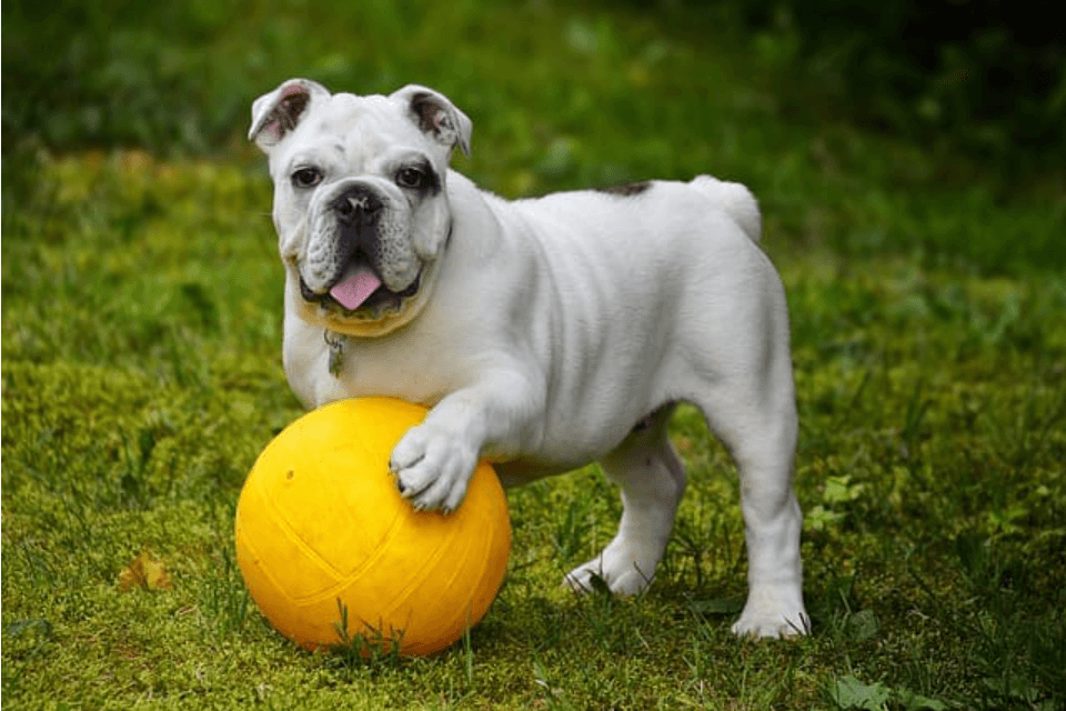 扁臉狗英國鬥牛犬