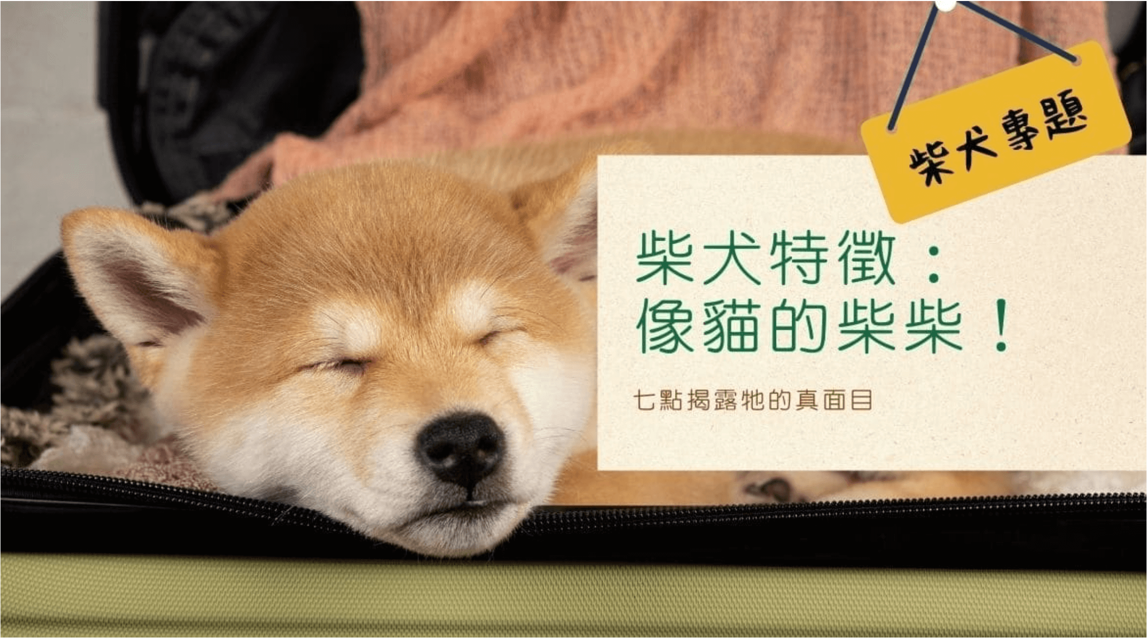 柴犬特徵：像貓的柴柴！七點揭露真面目