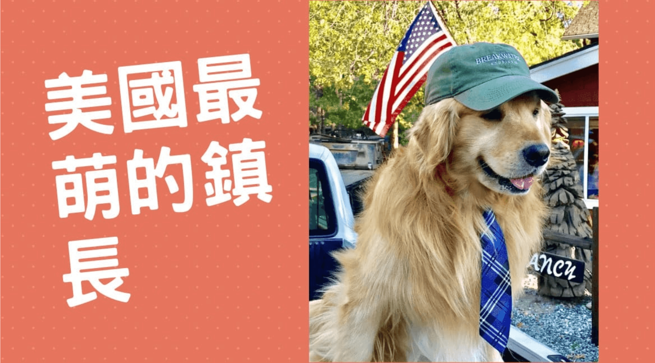 民選鎮長是隻黃金獵犬？