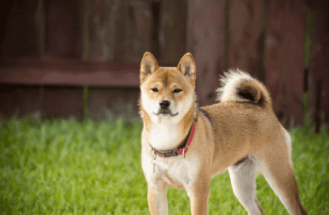 秋田犬