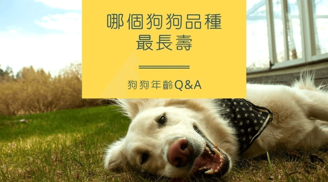 狗狗年齡Q&A：哪個狗狗品種最長壽？