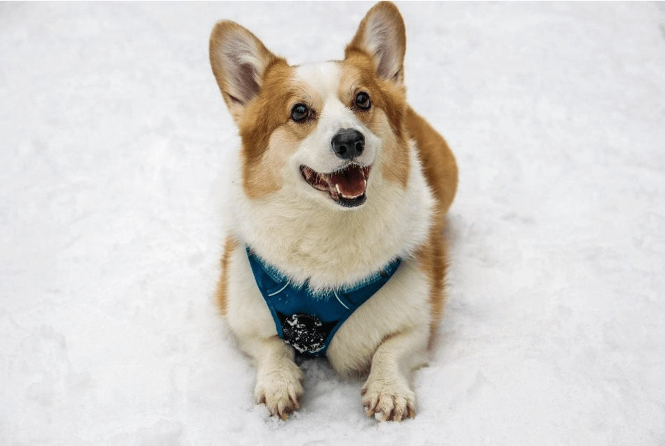 柯基 柯基犬