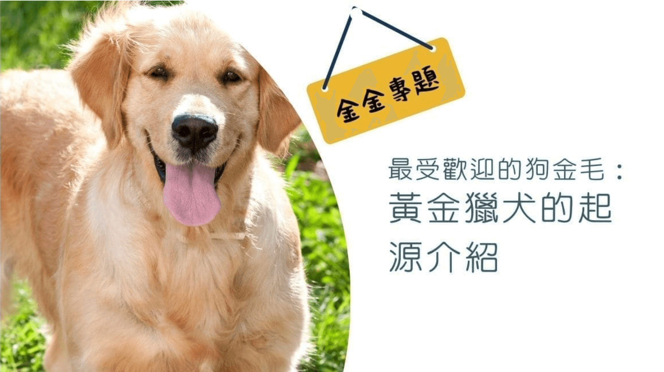 最受歡迎的狗金毛：黃金獵犬的起源介紹