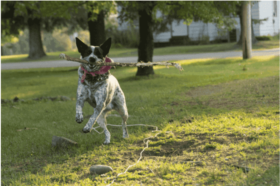 澳洲牧牛犬