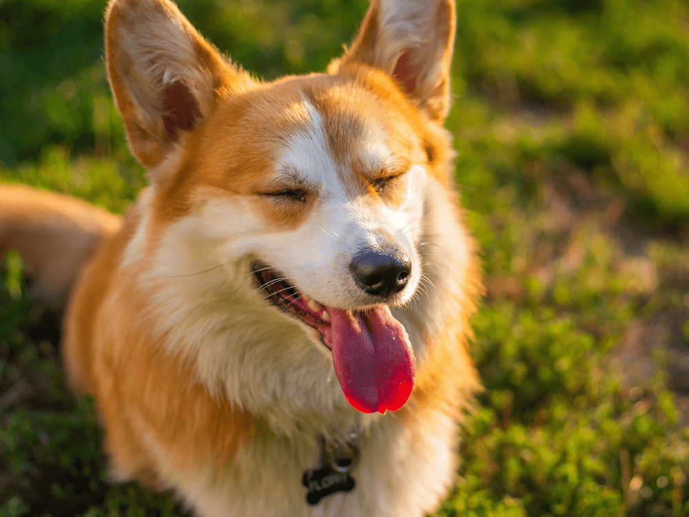 狗狗照片