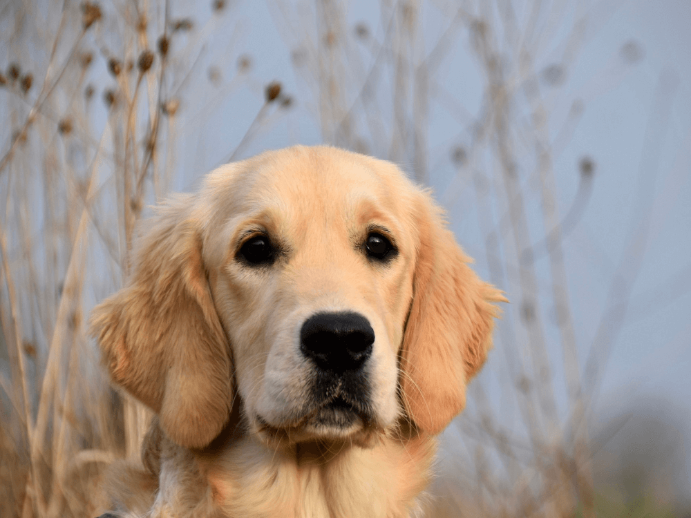 大型犬