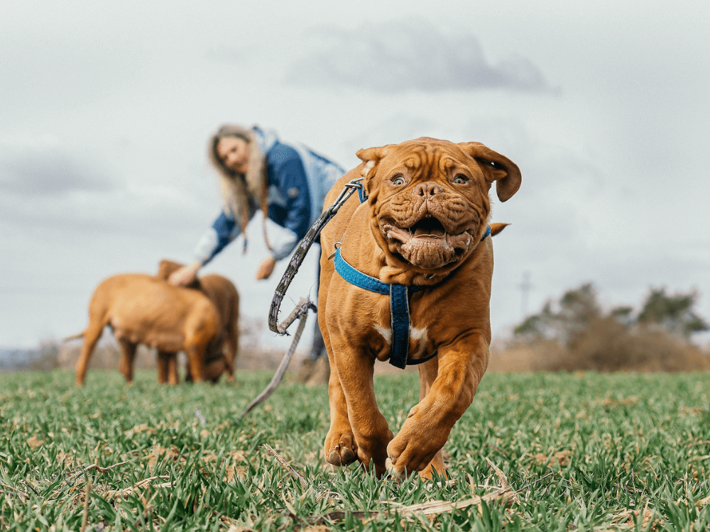 大型犬