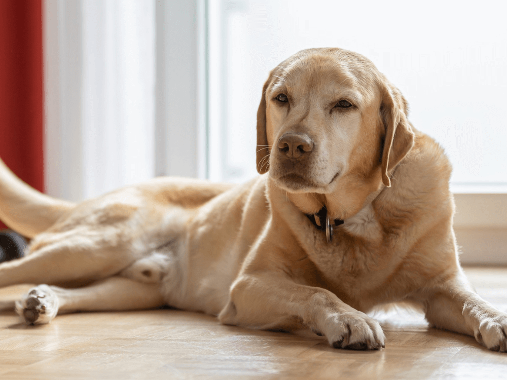 大型犬洗澡